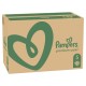 Pañales Desechables Pampers 5 (148 Unidades)